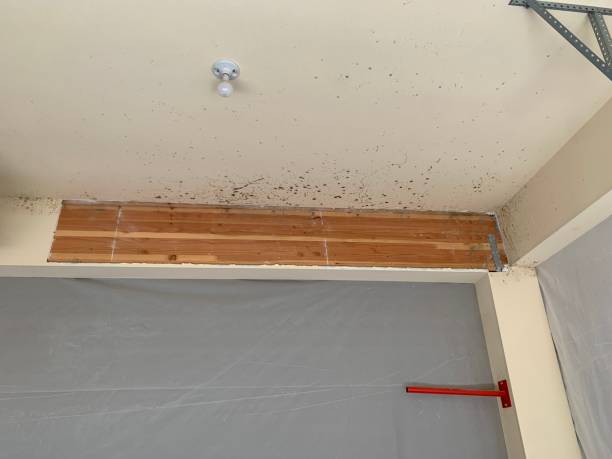 Best Forensic Mold Investigation  in Luverne, AL