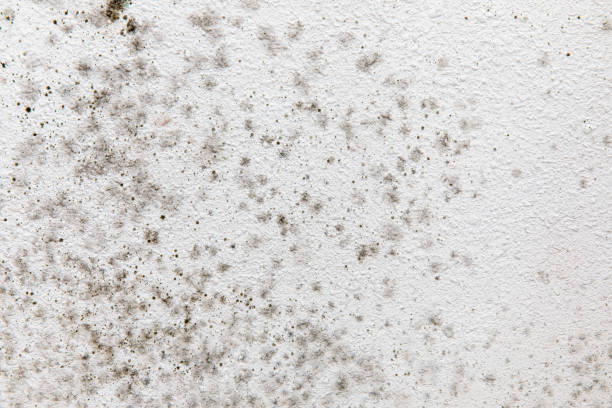 Best Mold Damage Restoration  in Luverne, AL