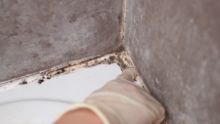 Best Biohazard Mold Removal  in Luverne, AL